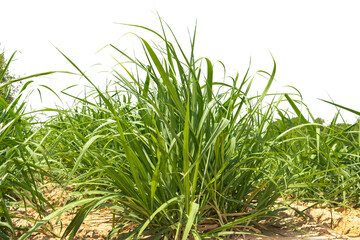 Fresh green linear leaf of Sugar cane isolated on white background, dicut with clipping path and copy space.