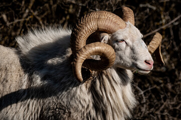 close up of a sheep