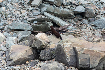 A wild river mink climbing up over large rocks and boulders along the river. The wild animal is small with short ears, an elongated body, brown dense fur, small claws and a long soft tail.