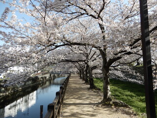 Senbagawa,river side path named "princesses'(Sen hime) alley" west side from castle © 昭文 梶