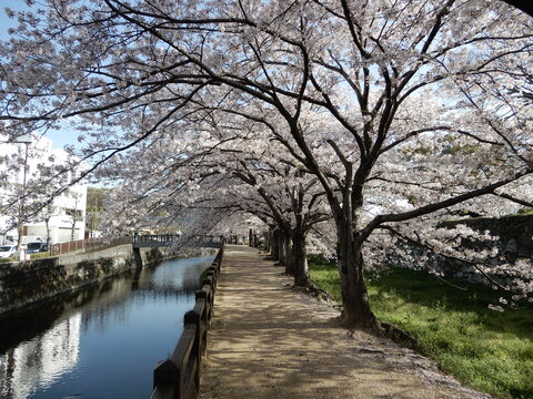 Senbagawa,river side
path named "princesses'(Sen hime) alley"
west side from castle