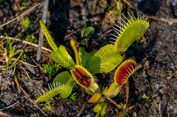 Venus Flytrap 1