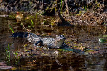 Young American Alligator with head up