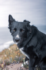 Beautiful Black Farm Dog Stands Near the Shore