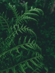green fern background