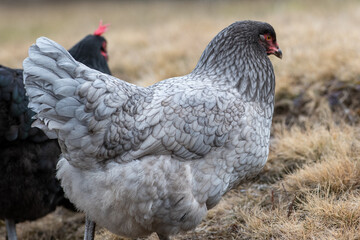 Two large chickens in a barnyard eating insects on the ground. One hen is black with a red comb and the other is grey and white with black speckles. Both have red beaks. The ground is yellow grass. 