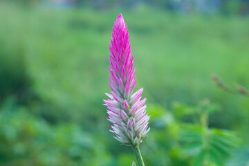 Baroco flower close up on a green background.