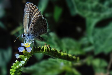 butterfly on a leaf