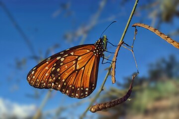 butterfly on a branch