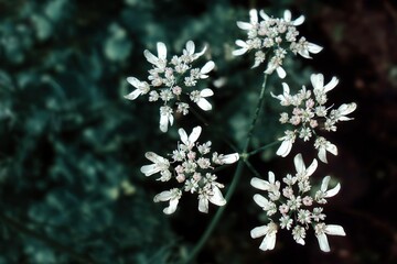 flowers on a black background