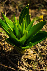aloe vera plant in garden
