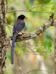 Red-billed blue magpie (Urocissa erythrorhyncha) at wildlife sanctuary national park, wildlife and plant conservation department of Thailand.