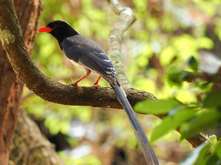 Red-billed blue magpie (Urocissa erythrorhyncha) at wildlife sanctuary national park, wildlife and plant conservation department of Thailand.