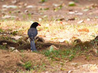 Red-billed blue magpie (Urocissa erythrorhyncha) at wildlife sanctuary national park, wildlife and plant conservation department of Thailand.