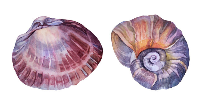 Set watercolor pink brown sea shell with pearl isolated on white background. Creative hand-drawn nature realistic object for celebration, stationery, card, wallpaper, textile, wrapping, florist