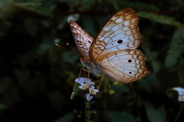 butterfly on a flower