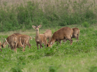 Naklejka na ściany i meble A herd of deer eating on the open meadow at sunlight on the morning day ,a flock of deer grazing on green grass field near a forest