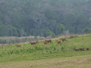 A herd of deer eating on the open meadow at sunlight on the morning day ,a flock of deer grazing on green grass field near a forest