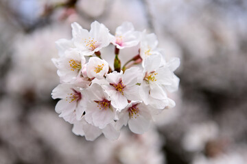 桜