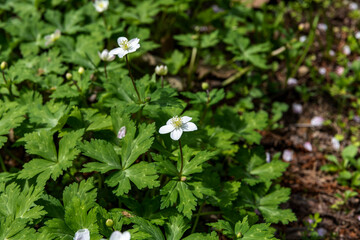 林業試験場樹木公園で見かけたイチリンソウ