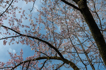 林業試験場樹木公園の蒲桜