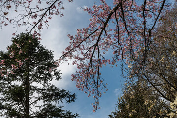 林業試験場樹木公園の蒲桜