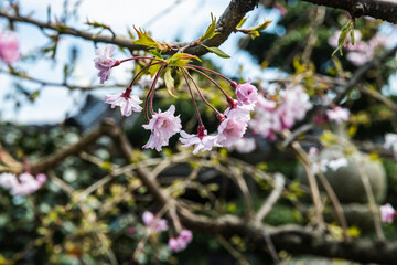庭に開花する仙台枝垂れ桜