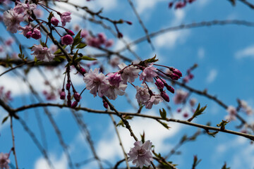 庭に開花する仙台枝垂れ桜
