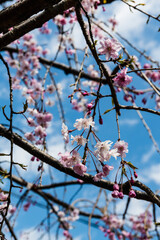 庭に開花する仙台枝垂れ桜