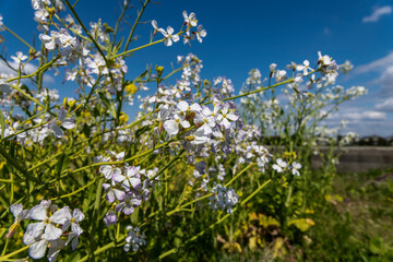 畑に伸びた大根の花