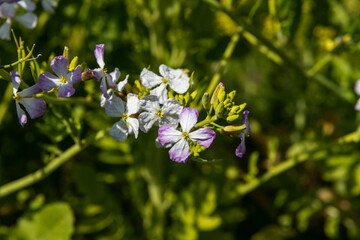 畑に伸びた大根の花