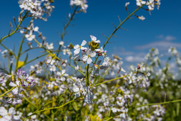 畑に伸びた大根の花