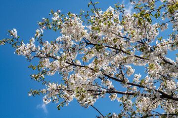 染井吉野に遅れて満開　畑の横のサクラ