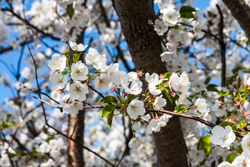 染井吉野に遅れて満開　畑の横のサクラ