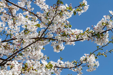 染井吉野に遅れて満開　畑の横のサクラ