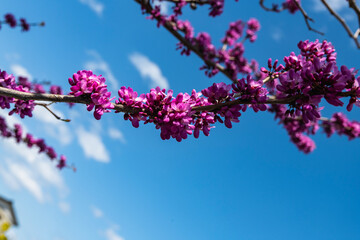 ハナズオウ　マメ科