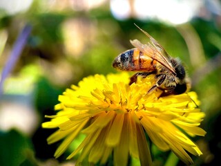 bee on yellow flower
