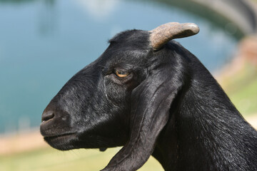Fototapeta premium Black portrait of a goat 