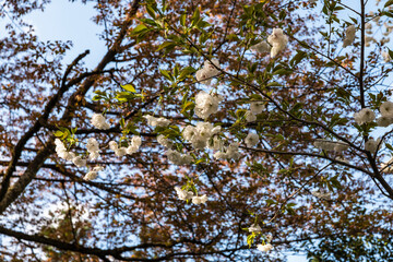 林業試験場樹木公園の有明桜