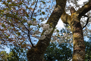林業試験場樹木公園の有明桜