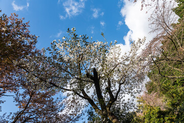 林業試験場樹木公園の有明桜
