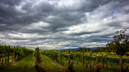 Naklejka premium Vineyard