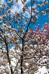 林業試験場樹木公園の有明桜