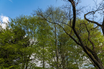 Fototapeta premium 林業試験場樹木公園にあるブナの林の風景