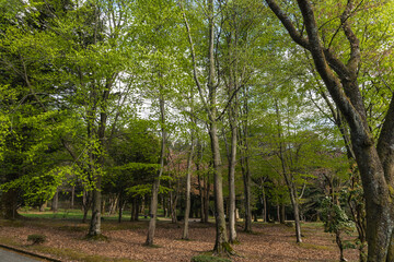 Fototapeta premium 林業試験場樹木公園にあるブナの林の風景