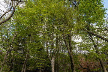 林業試験場樹木公園にあるブナの林の風景