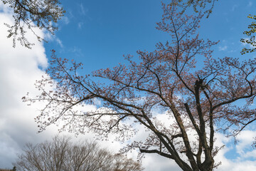林業試験場樹木公園の紅枝垂が満開