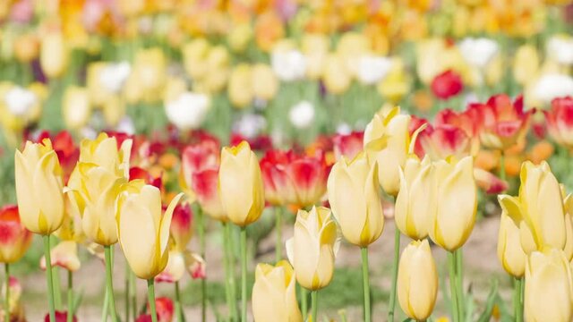 【春】カラフルなチューリップの花が風に揺れる自然風景　フィクス撮影
