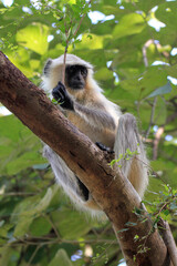 langur monkey in India