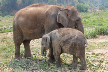 Fototapeta premium asian elephant family in Thailand
